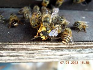Honeybees use sheer numbers and body heat to take on their natural enemy the hornet