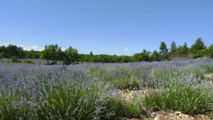 Endless fields of lavender