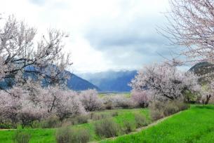 Peach blossom grove like a fairy tale