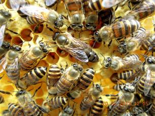 马湾公园里的蜂后之一“Angela Beebee”身长约18mm，深受蜂群敬重