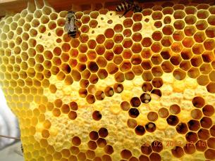 工蜂分泌乳黃色的蜂膠築巢，用蜂蠟保護蜂房內的蜜糖和幼卵